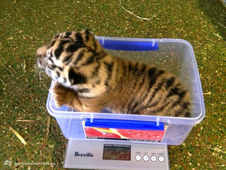 Illustration for article titled ZOMG BABY SUMATRAN TIGERS!!!
